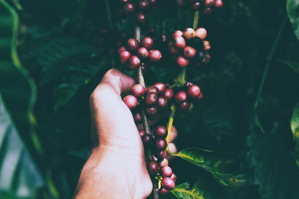 Free Image of Hand picking - Red coffee beans  