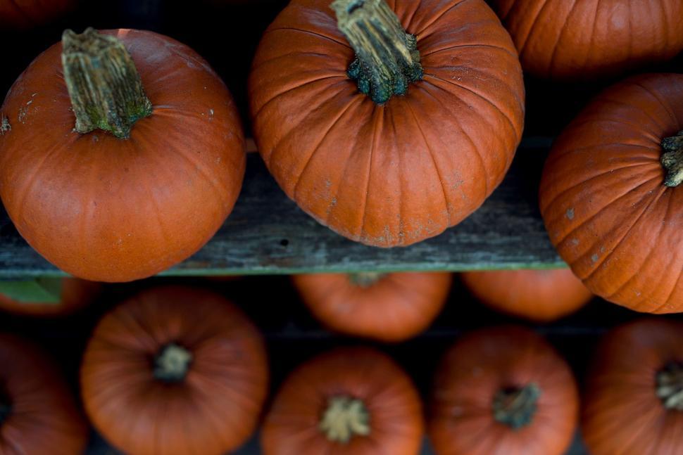 Free Image of Pumpkins For Sale  