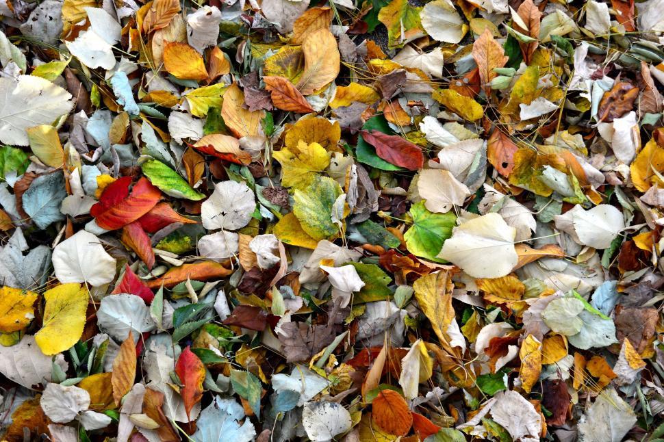 Free Image of Colorful Autumn Leaves  