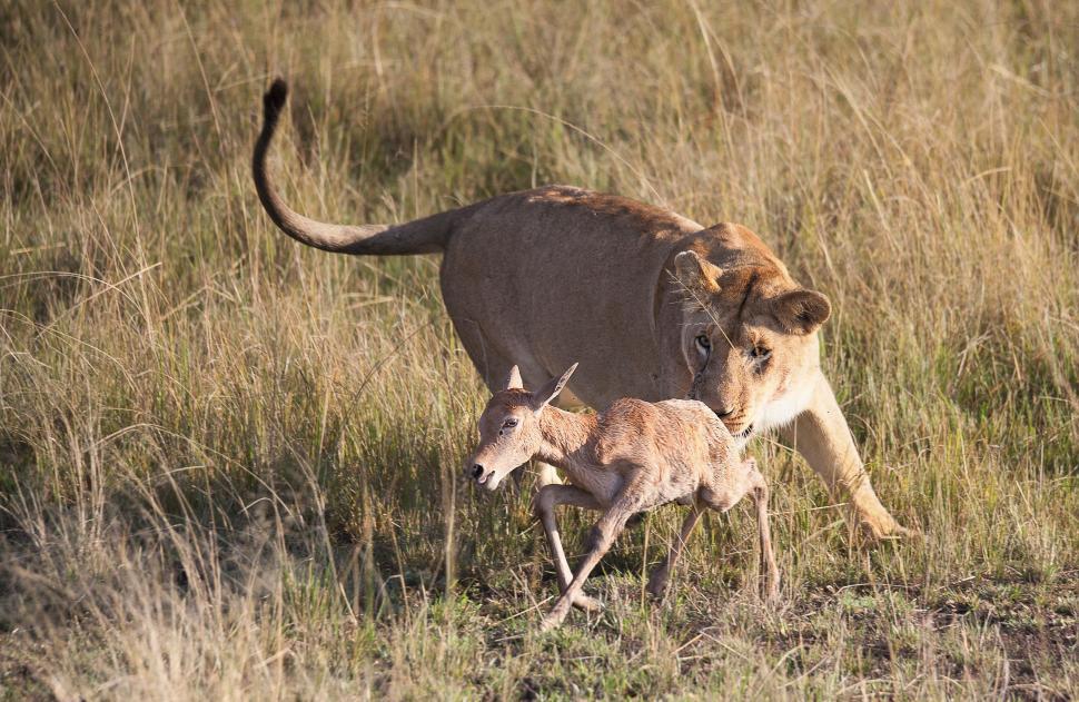 Free Image of Lioness and Deer  