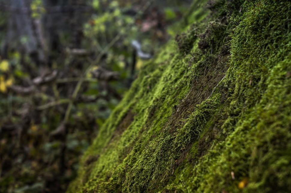 Free Image of Green Mossy Rock 