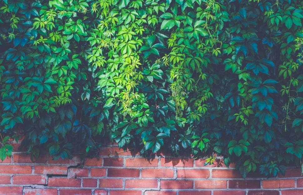 Free Image of Brick Wall and Green Leaves  