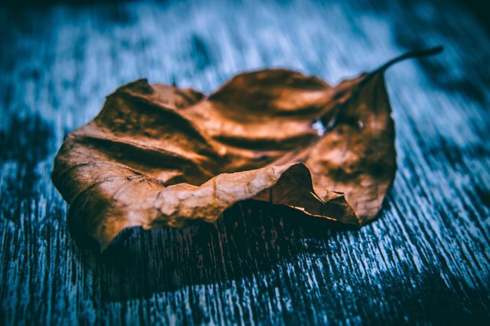 Free Image of Autumn Leaf  