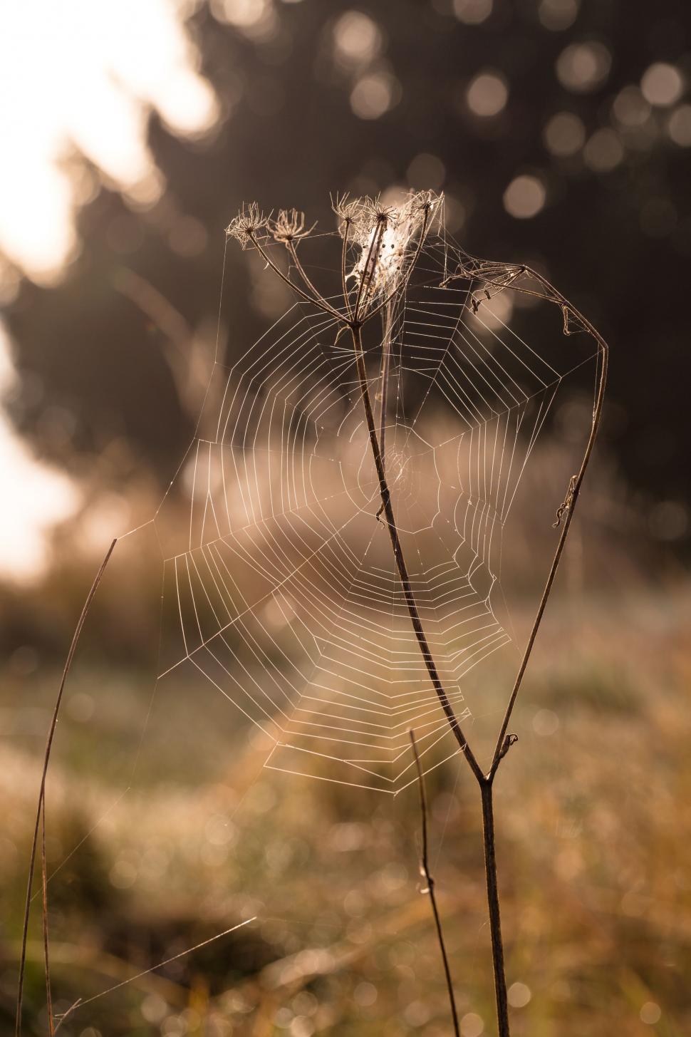 Free Image of Spider Web with blur background 