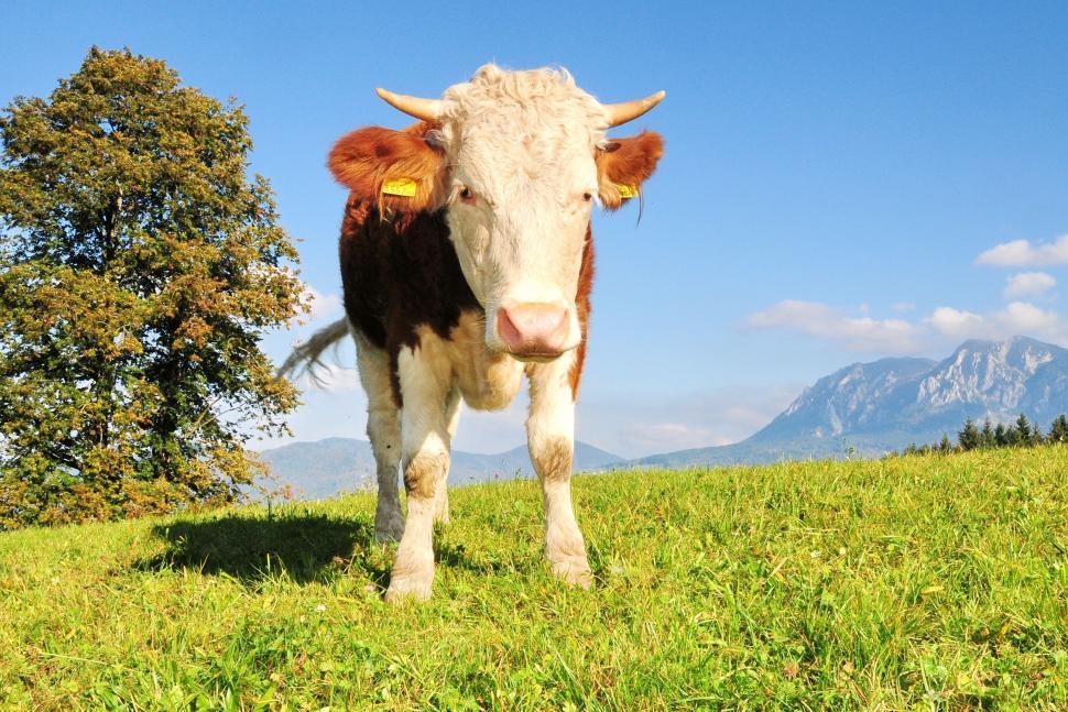 Free Image of Cow in the farm  