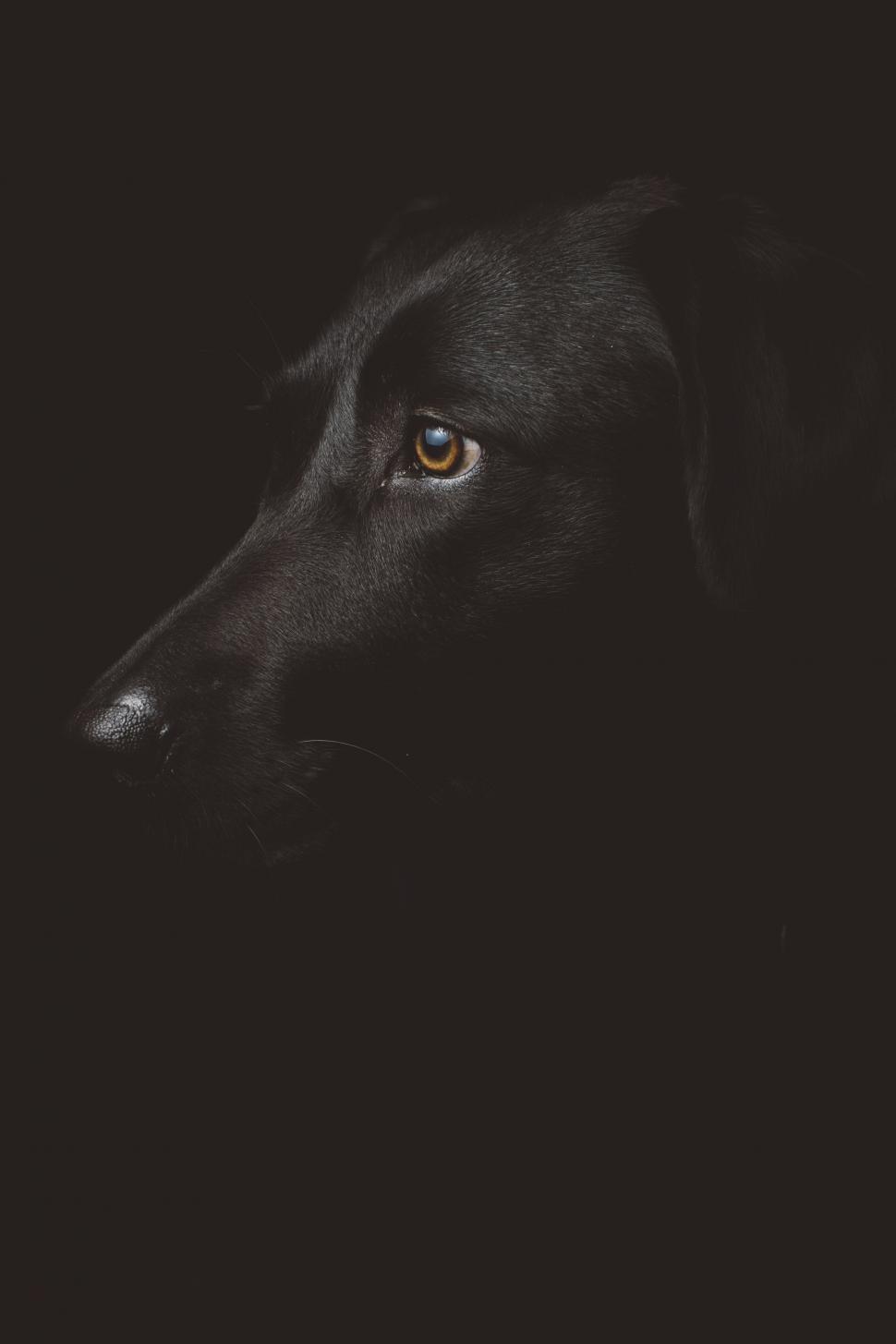 Free Image of Black Dog Eye  