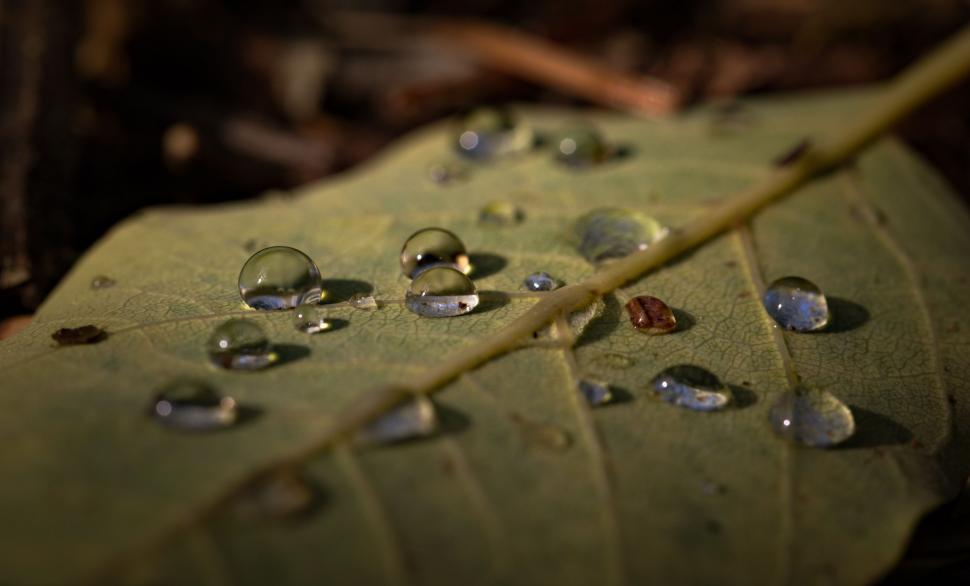 Free Image of Water drops on Leaf  