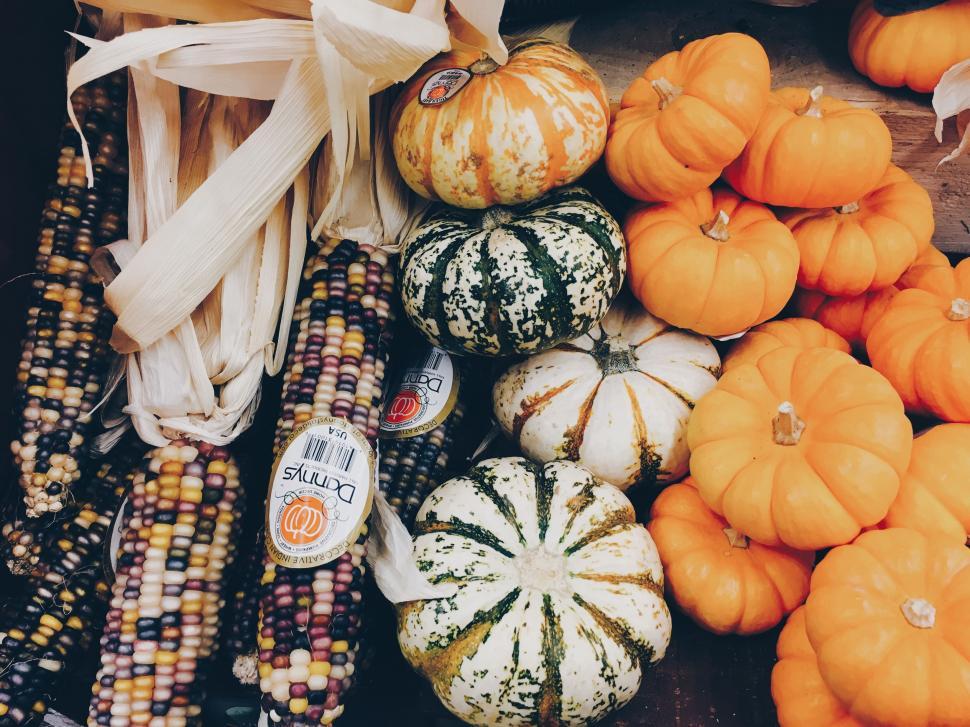 Free Image of Corn cobs And Pumpkins For Sale  