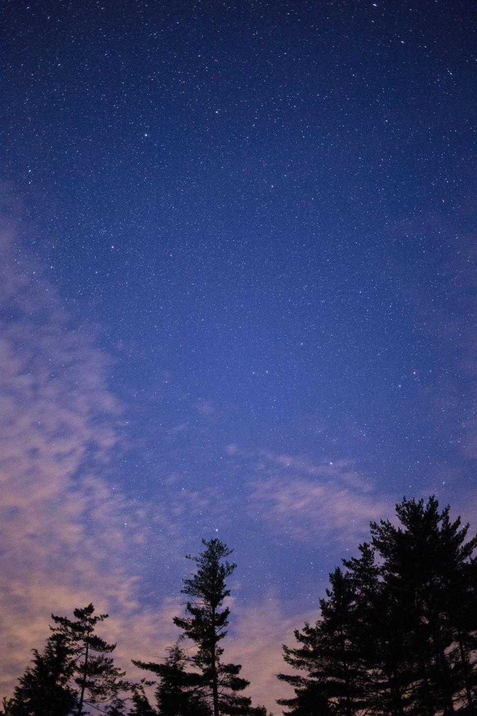 Free Image of Trees and Starry Sky  