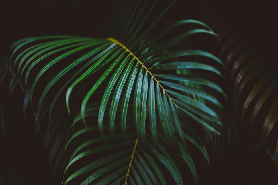 Free Image of Dark View of Frond Leaves  