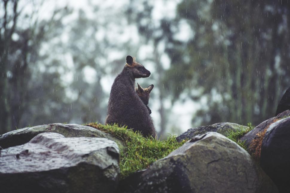 Free Image of Kangaroos in rain  