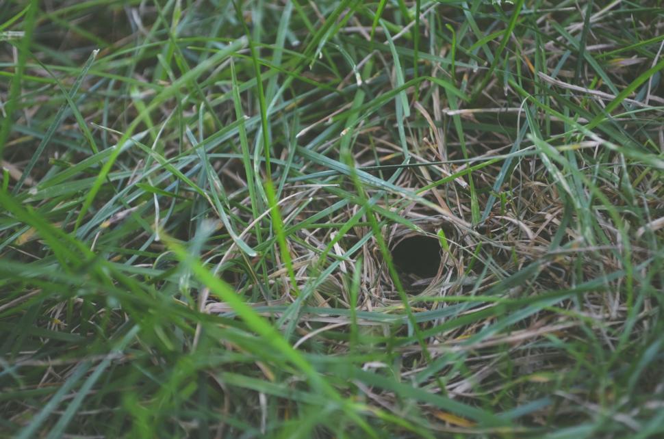 Free Image of Green Grass with hole  