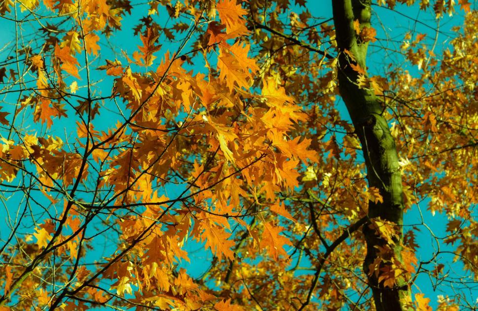 Free Image of Yellow Maple Leaves and Sky  