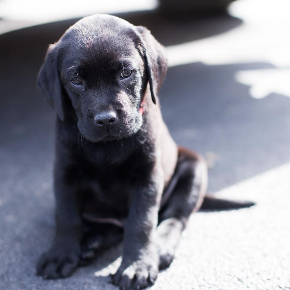 Download Free Stock Photo of Black Puppy Dog 