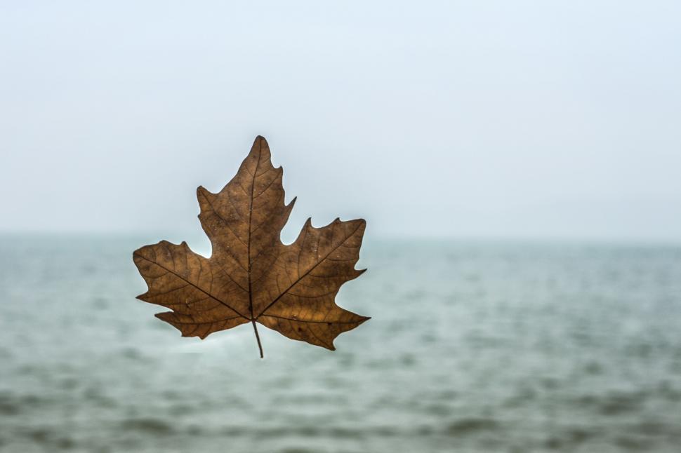 Free Image of Maple Leaf and Sea 