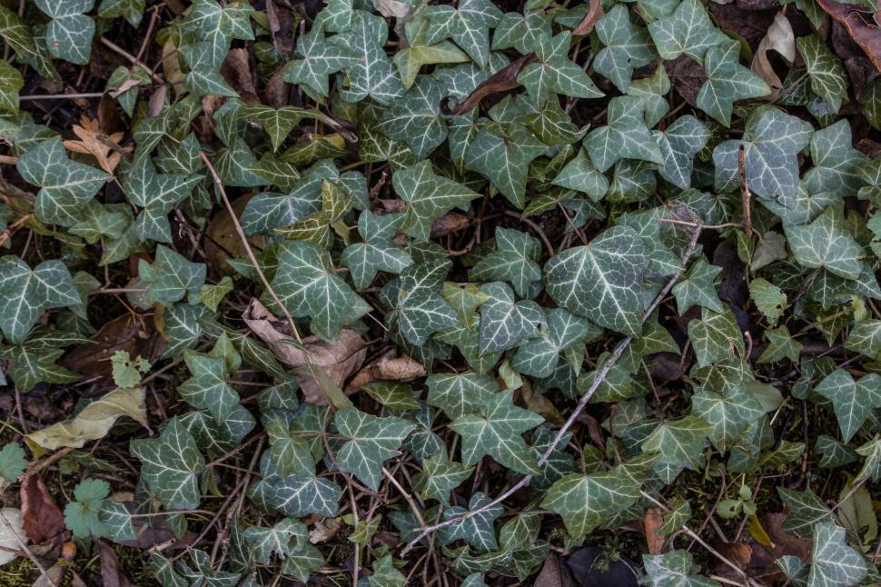 Free Image of Ivy leaves - Background  