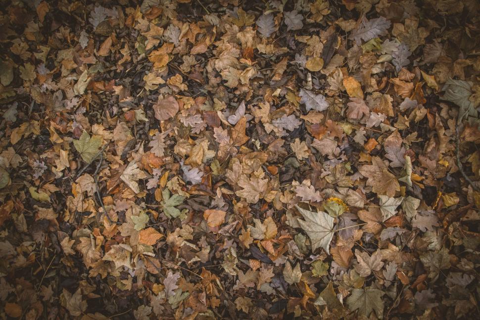 Free Image of Brown Autumn Leaves on ground  