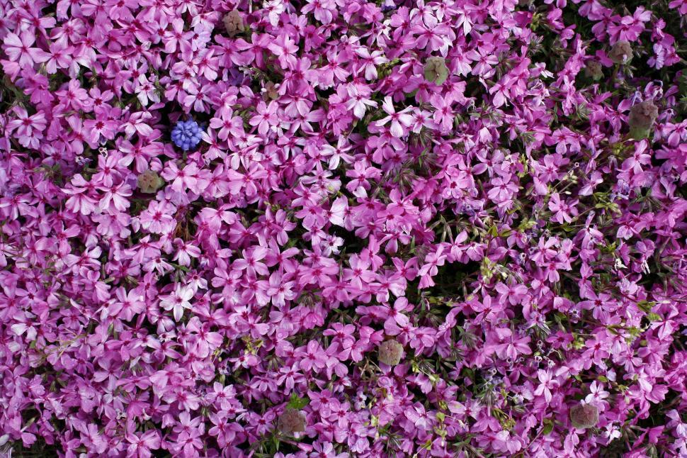 Free Image of Pink Flowers - Background  