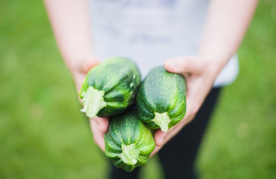 Free Image of Zucchini or Courgette 