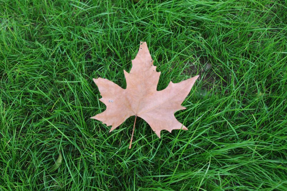 Free Image of Dried Maple Leaf 