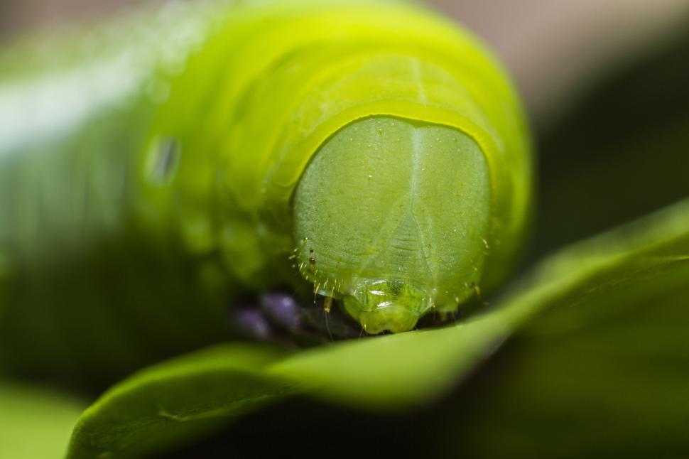 Free Image of Green Caterpillar - Macro Photography  