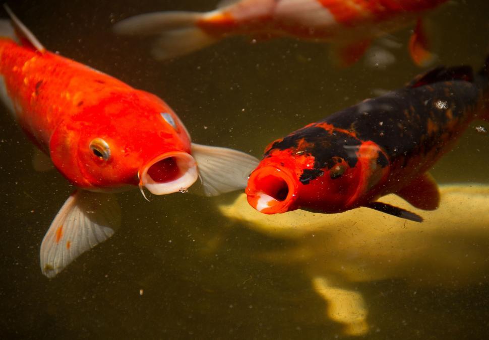 Free Image of Orange Fishes in Pond 