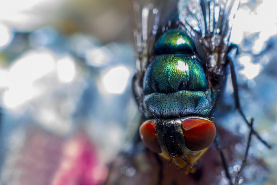 Free Image of Common green bottle fly 