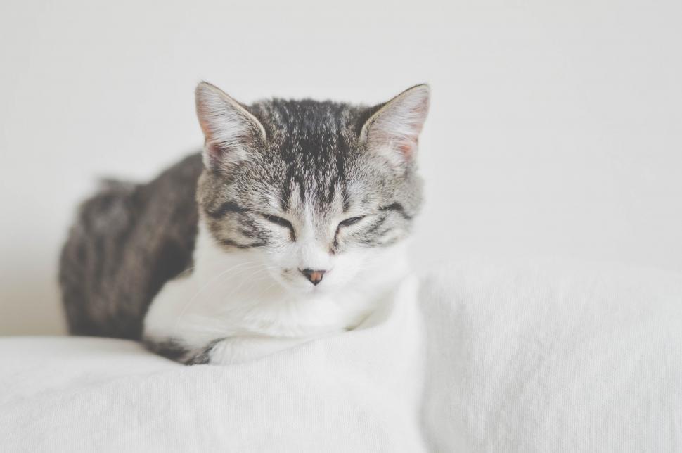 Free Image of Grey and white cat 