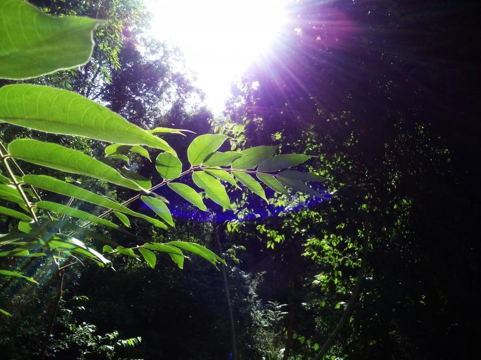 Free Image of Green Leaves and Sunlight  
