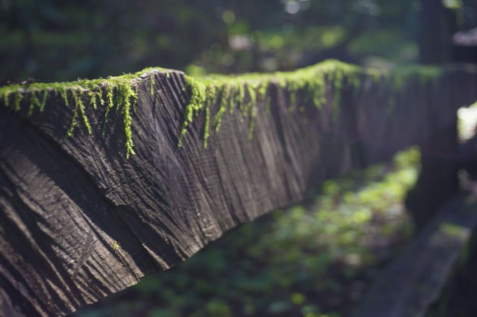 Free Image of Old wooden Fence with Moss  