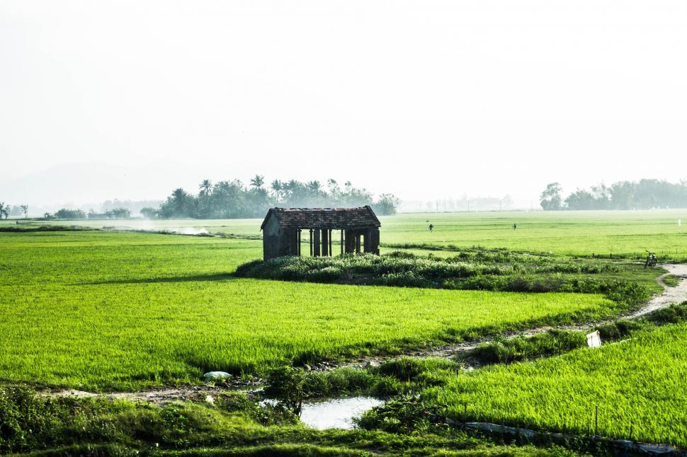 Free Image of House in rice field  