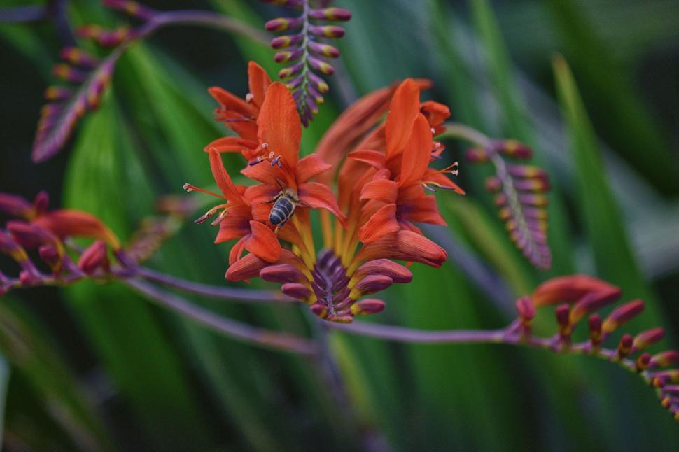 Free Image of Orange Flowers and Bee 