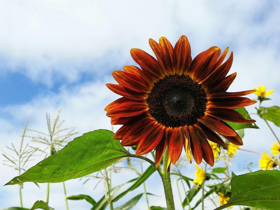 Free Image of Sunflower and Sky  
