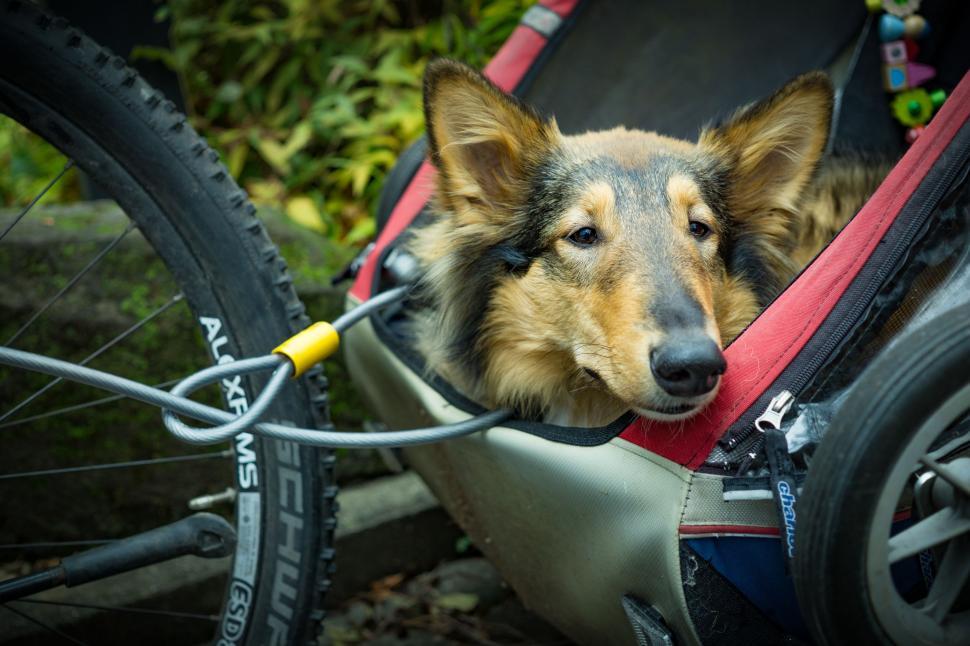 Free Image of Dog in bicycle trailer 