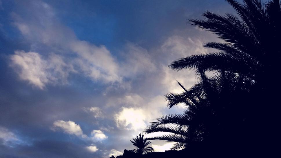 Free Image of Dark View of Palm Trees and Sky  