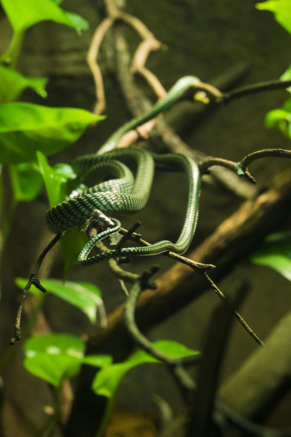 Free Image of Green Snake  