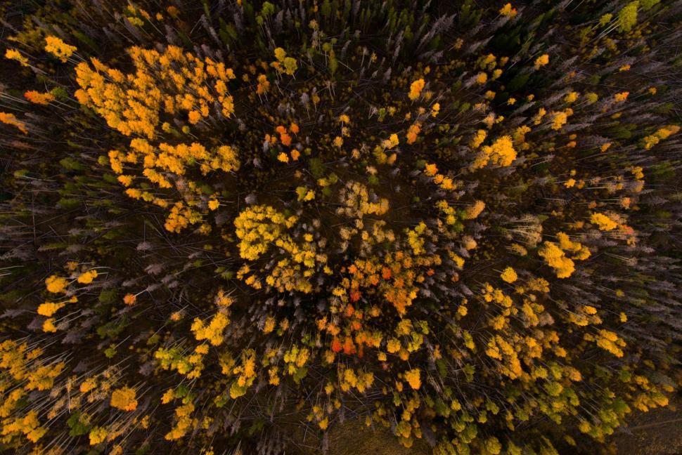 Free Image of Yellow Flowers From Above  
