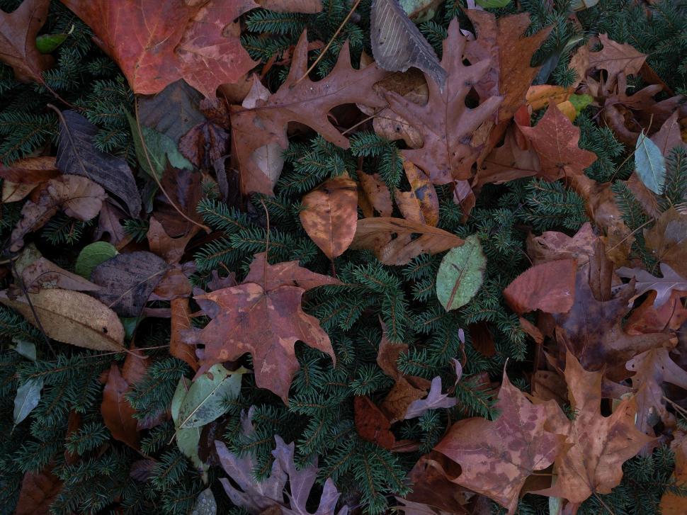 Free Image of Dried Autumn Leaves 