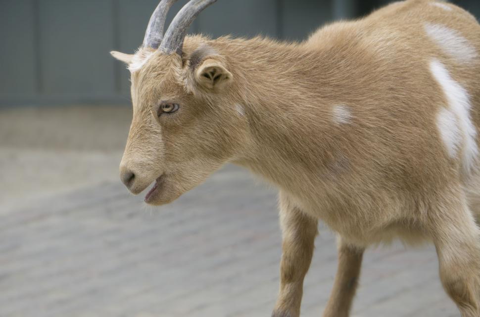 Free Image of Brown Goat in Zoo 