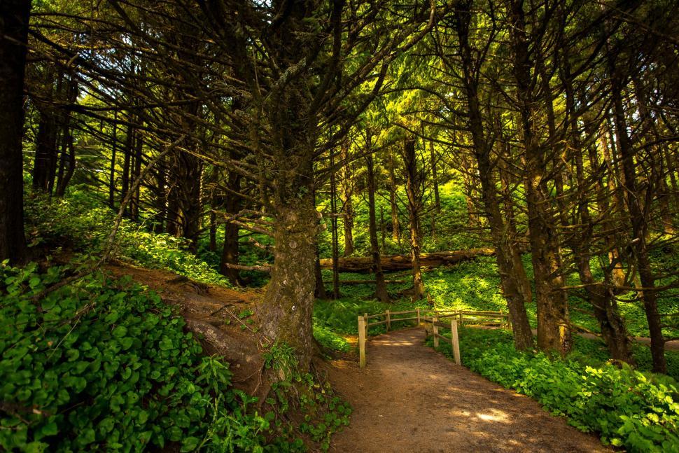 Free Image of Footpath in Forest  