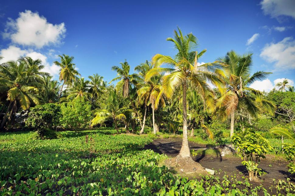 Free Image of Palm Tree Forest  