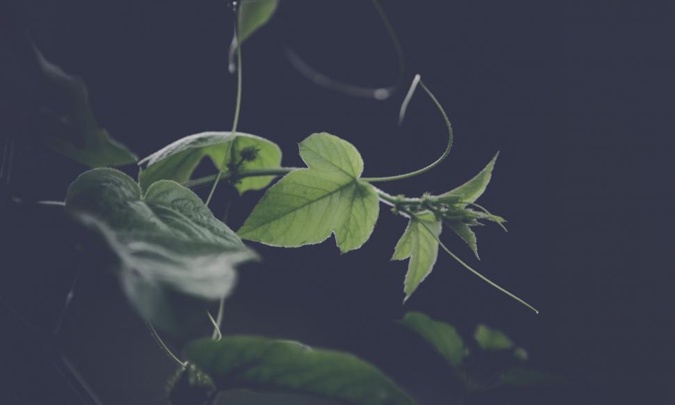 Free Image of Green Leaves of Plant  
