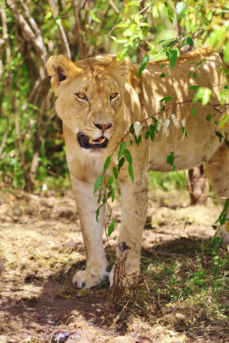 Free Image of Lioness in the forest  