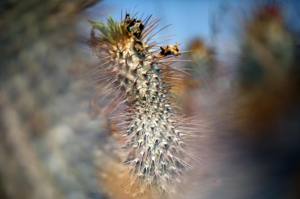 Free Image of Cactus spines 