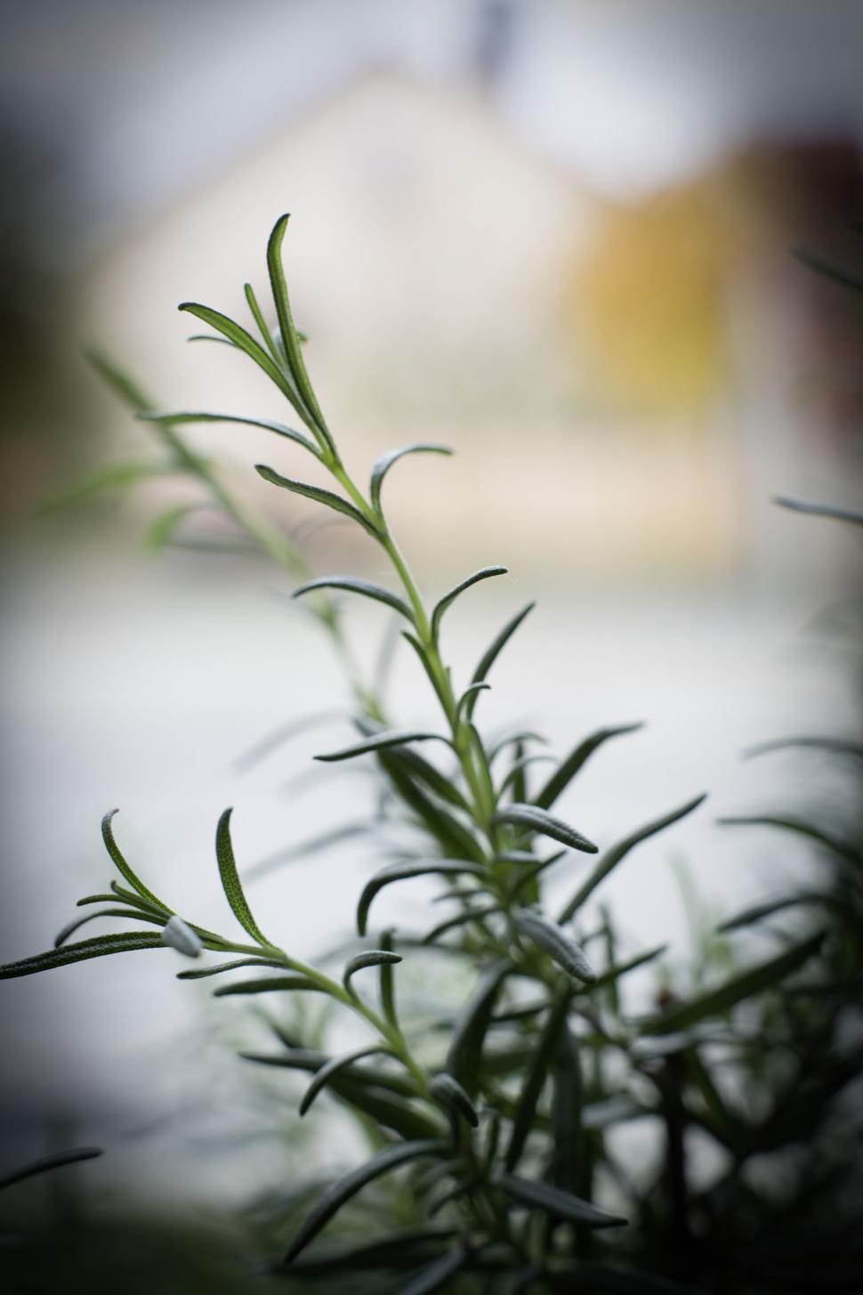 Free Image of Rosemary leaves 