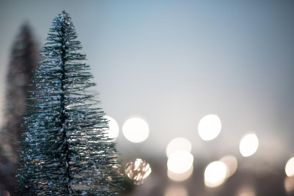 Free Image of Sparkling Christmas Tree 