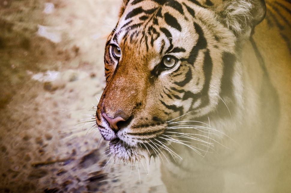 Free Image of Tiger Eyes and Whiskers  