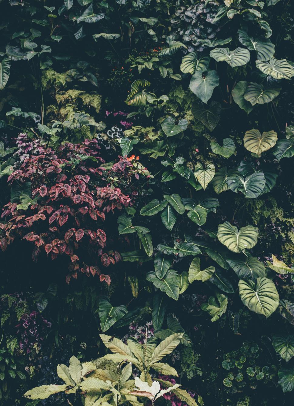 Free Image of Bush of red and green leaves in Garden 