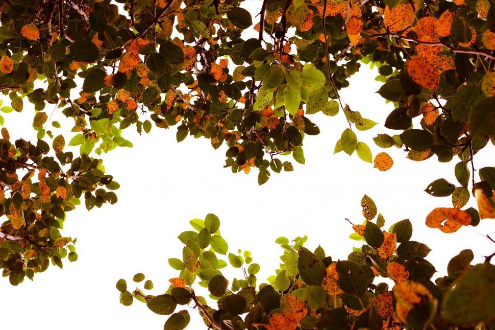 Free Image of Autumn Leaves and Tree  