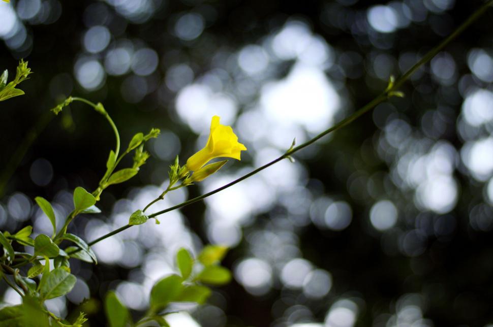 Free Image of Yellow Flower Bud with green leaves 
